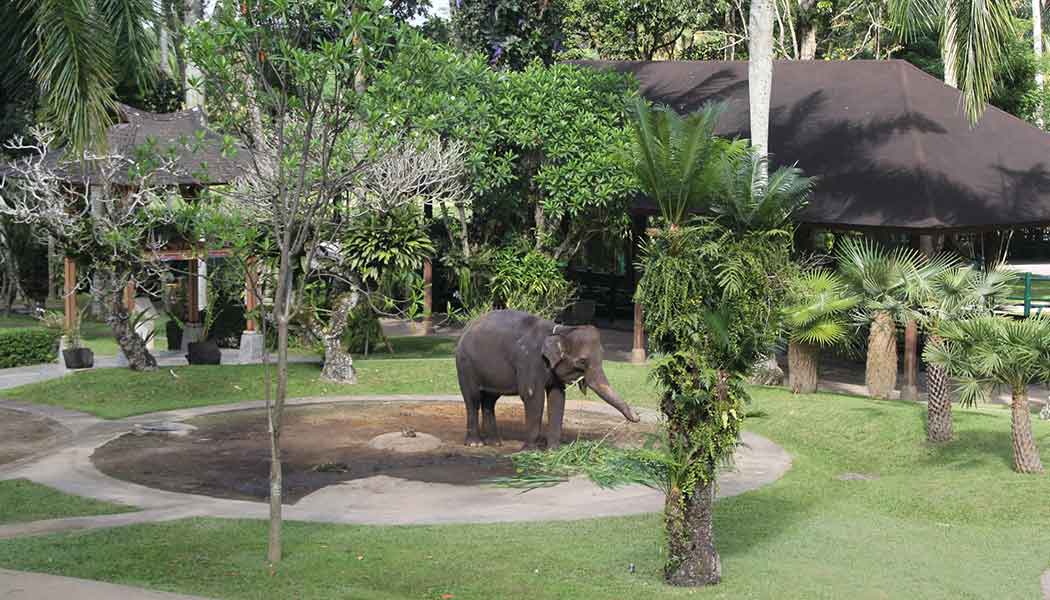 Elephant Park Taro Bali