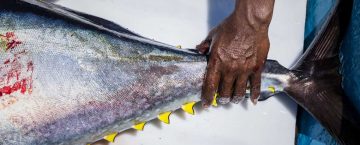 Bali Sustainable Seafood
