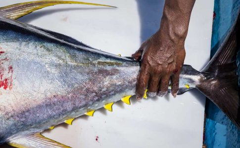 Bali Sustainable Seafood