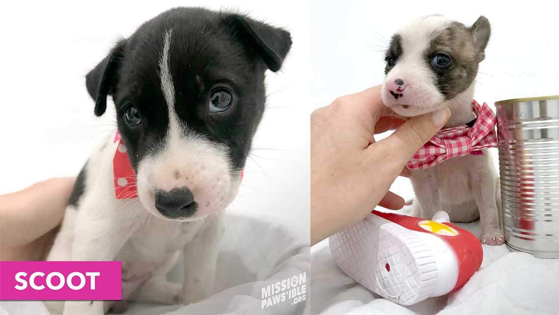 MissionPawsible